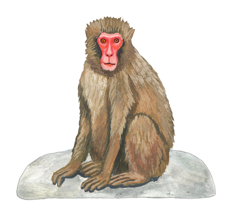 サルのイラスト.png